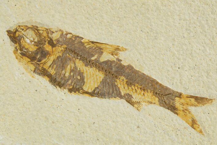 Detailed Fossil Fish (Knightia) - Wyoming #331073